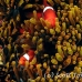 anemonefish_spinecheek_mid_h_0705_png1330.jpg